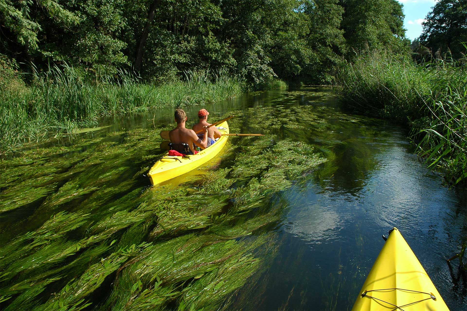 Spływy kajakowe rzekami Narewka Narew Supraśl Białowieża net pl